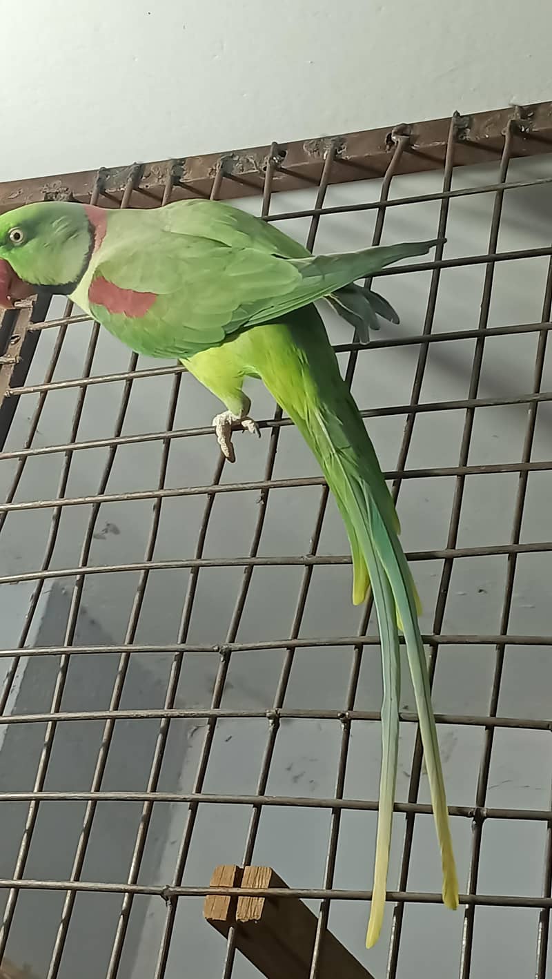 jamboo size raw  breeder Pair 0