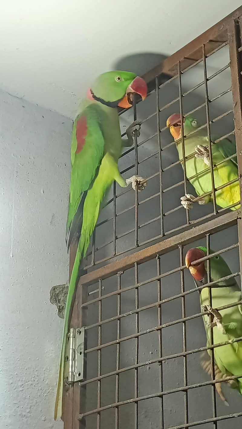 jamboo size raw  breeder Pair 1