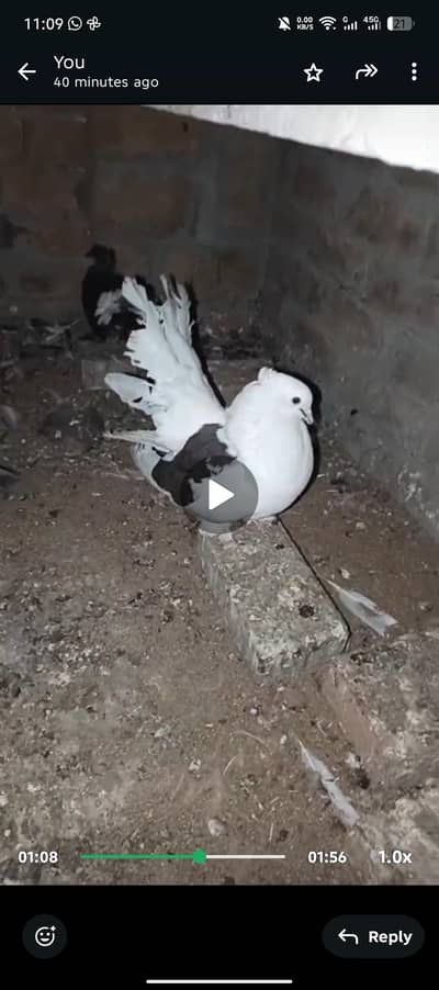 German Sherazi Jacobin American Top class quality birds