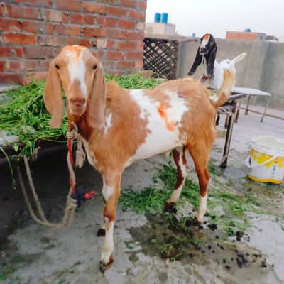 Bakray for qurbani