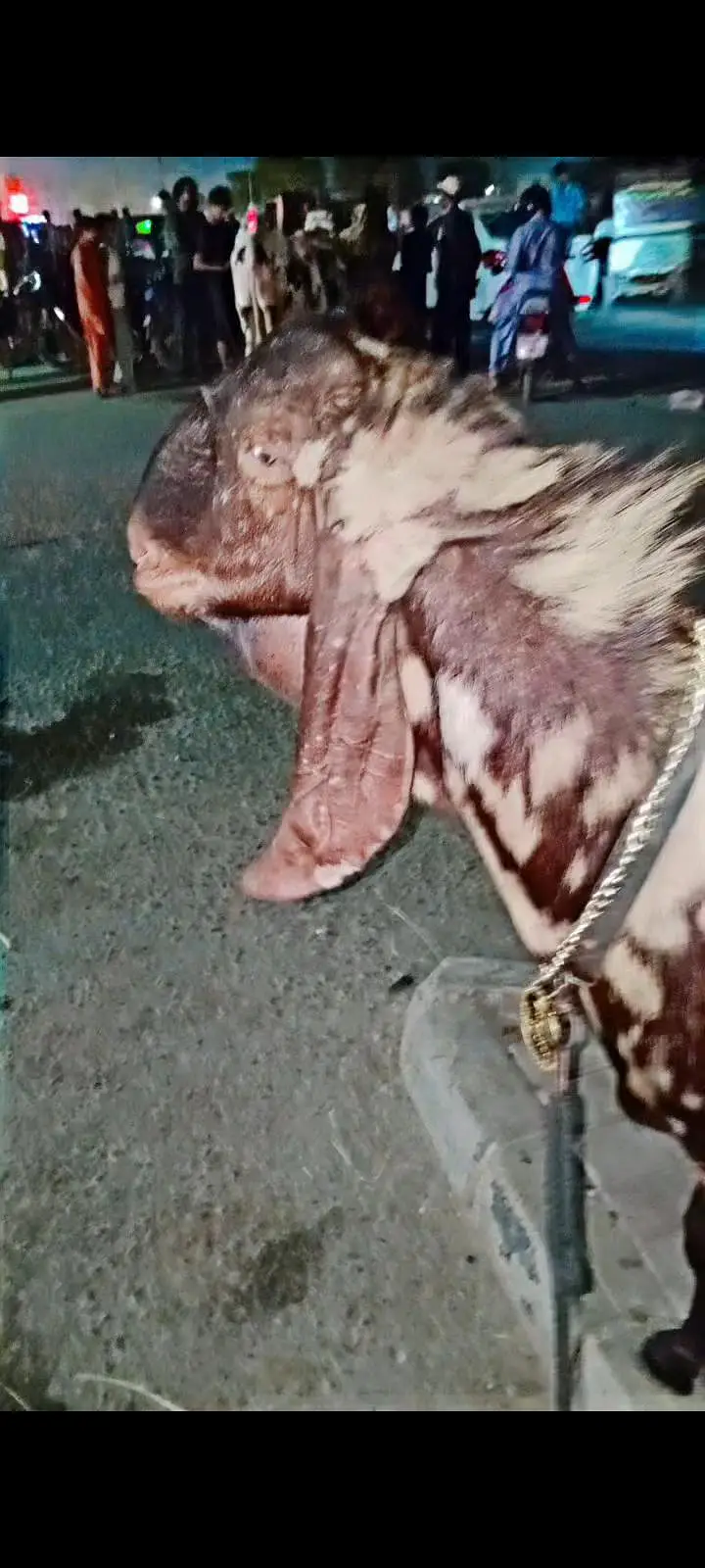 2 dant kamori