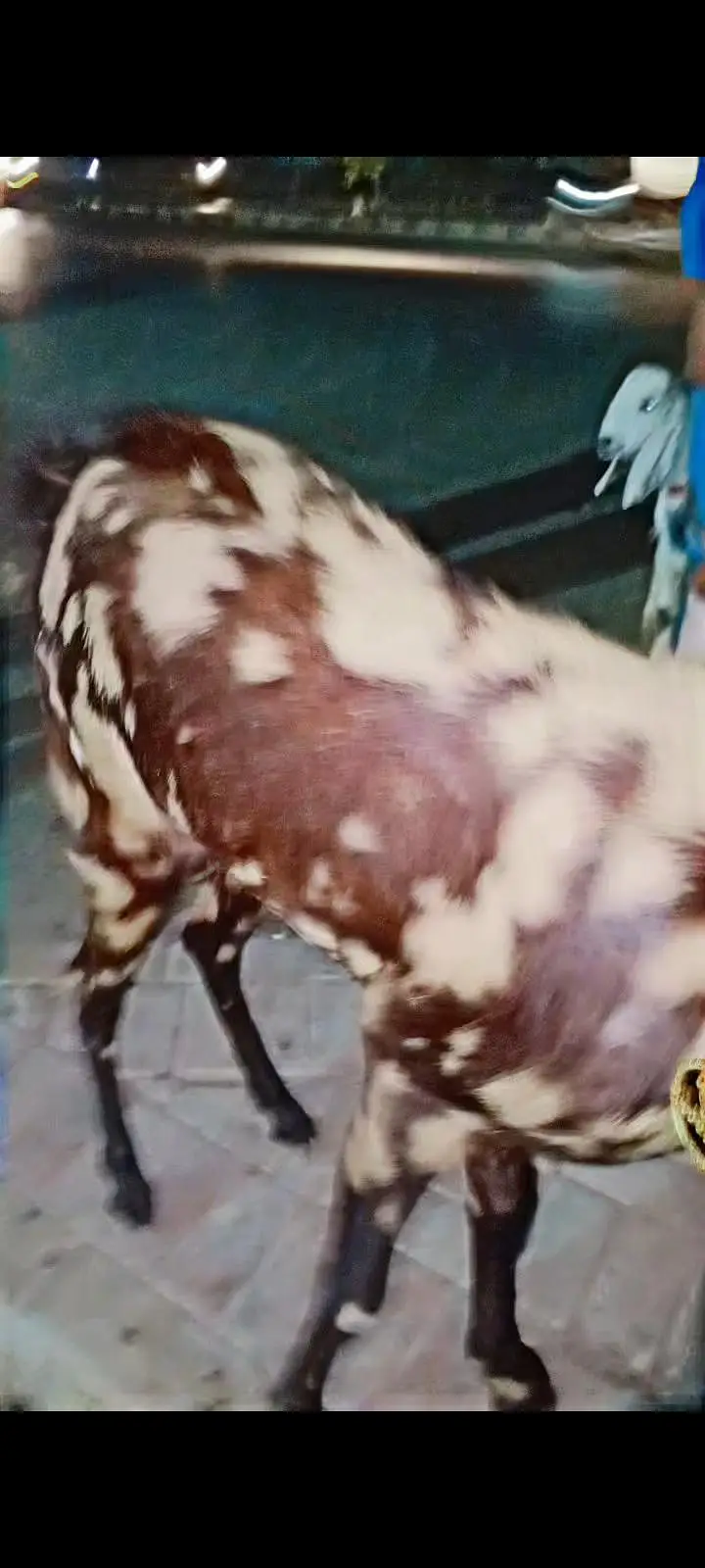2 dant kamori — photo 2