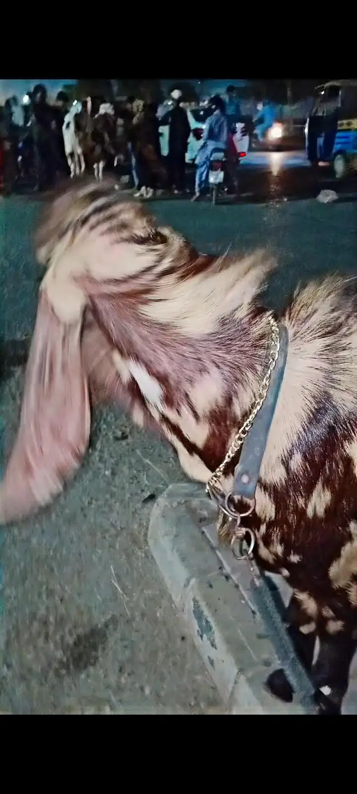 2 dant kamori — photo 5