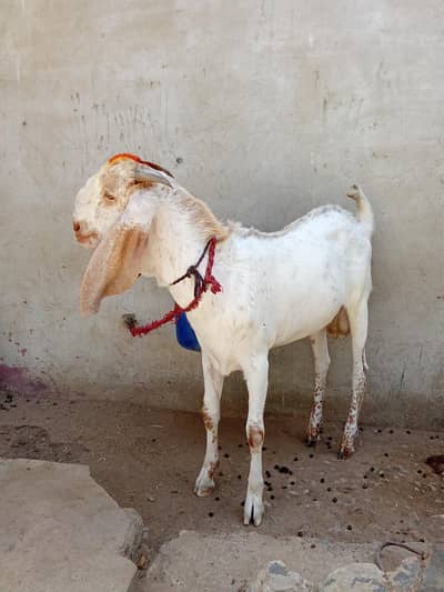 Bakra Qurbani