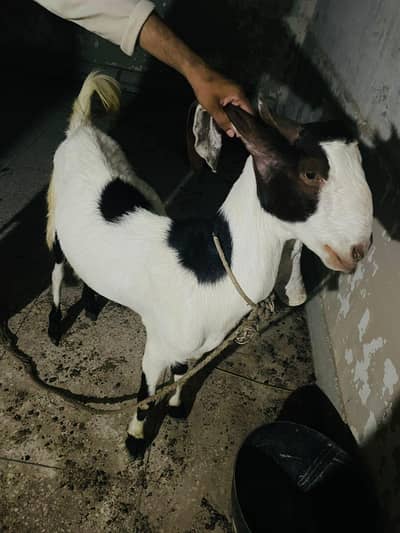 meat weight 20 kg 2 dant khassi