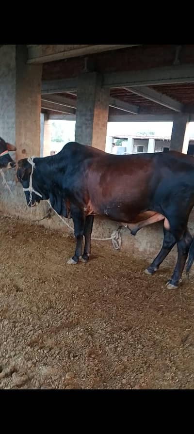 Wahra/Wacha/Bull