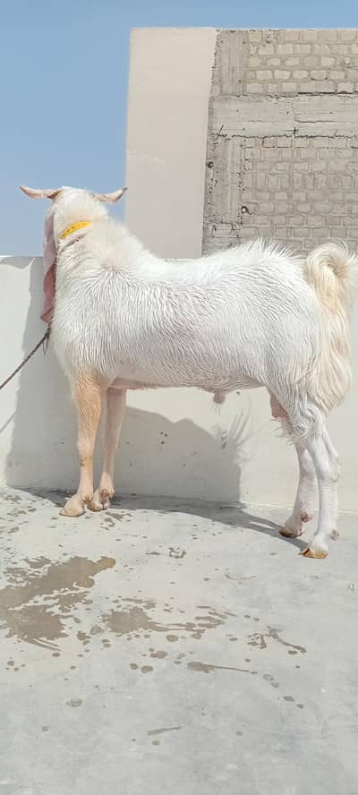 Gulabi bakra for sale Qurbani 2026