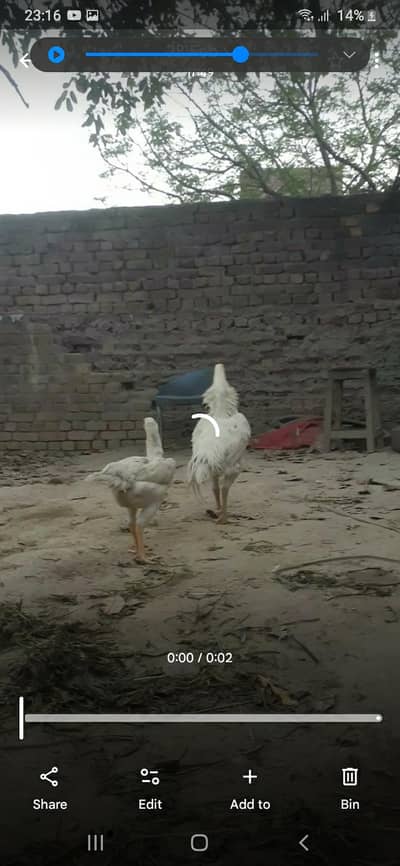 Garman shamo aseel shamo
