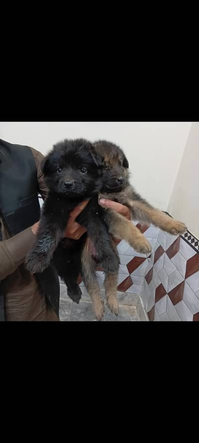 German shepherd black and Black ND ten pupies