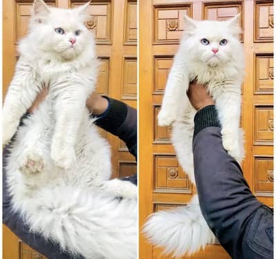 Persian Cat