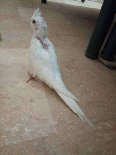 Eno white red eyes Cocktaile chick  for sale