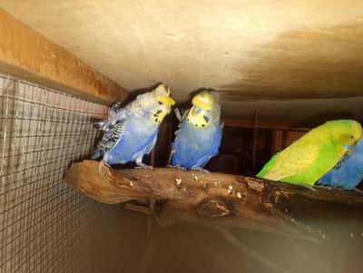 under exi and hogo bujri breeder pair and pied dove Breeder pair
