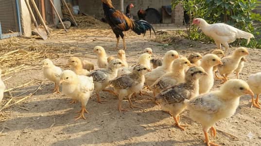 German O shamo /lakha shamo / chicks / /Aseel /