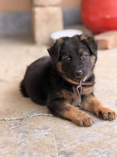 Best quality double coat German shepherd female dog