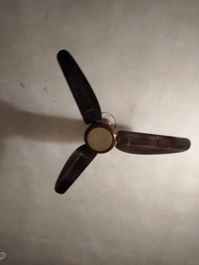 fan's