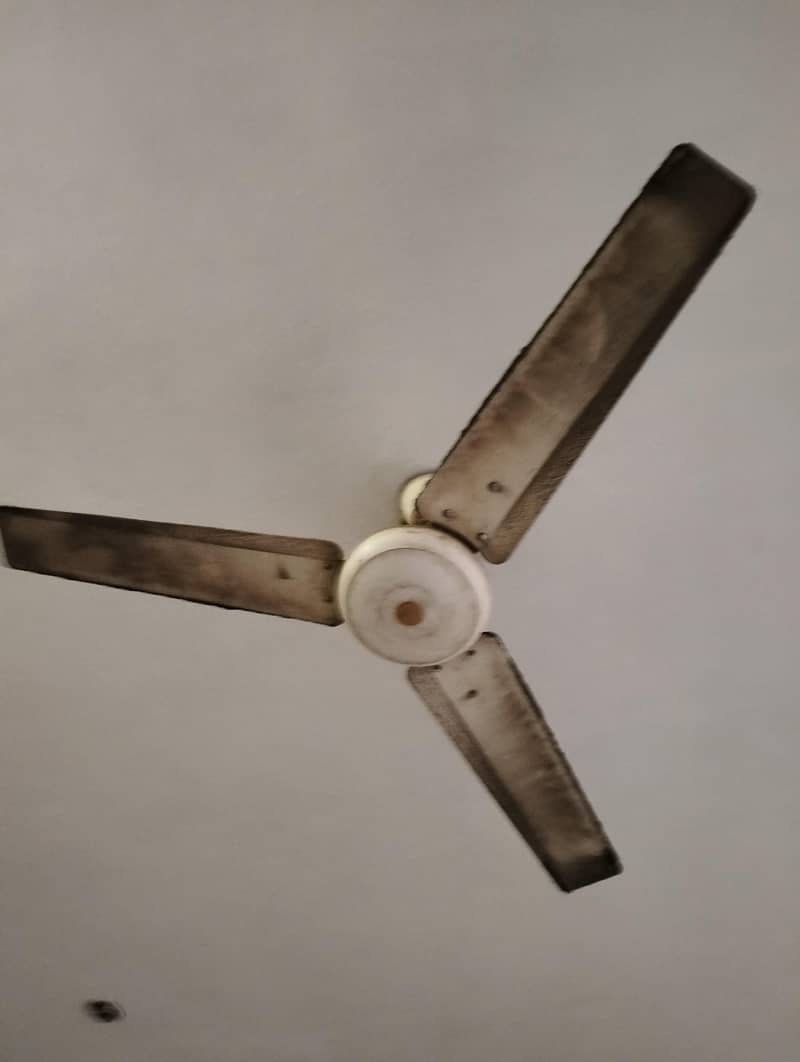 fan's 1