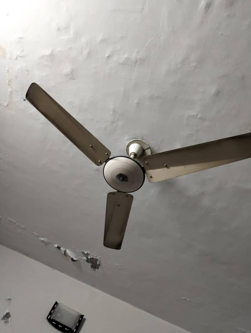 fan's 3