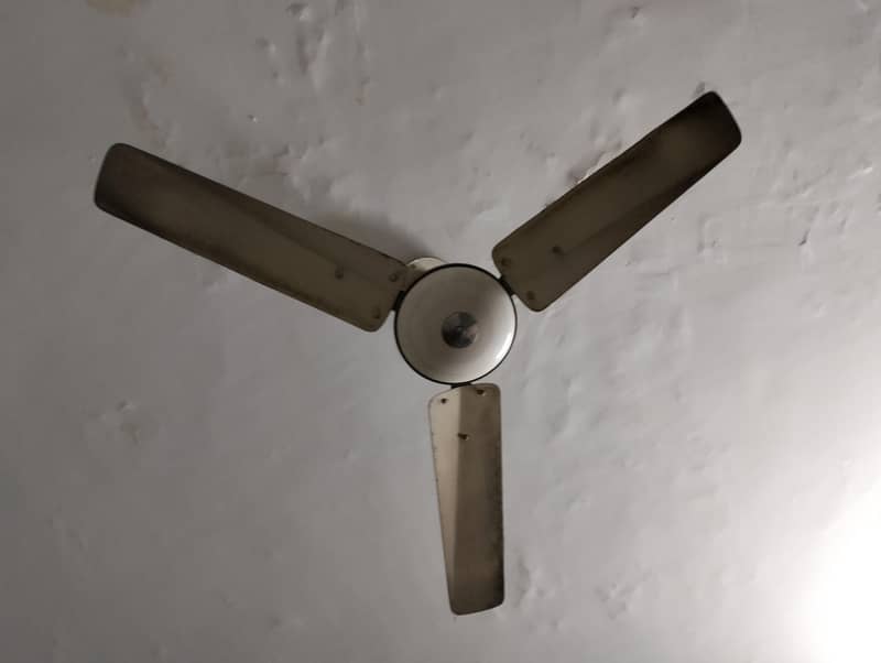 fan's 4