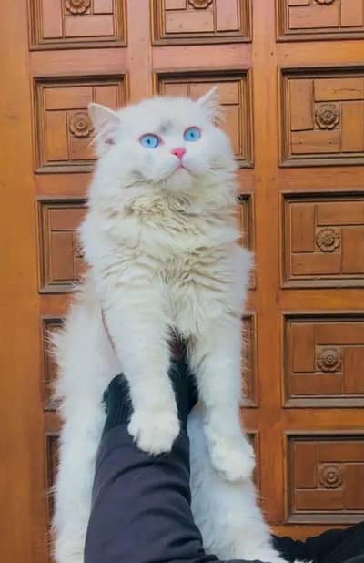 Persian cat