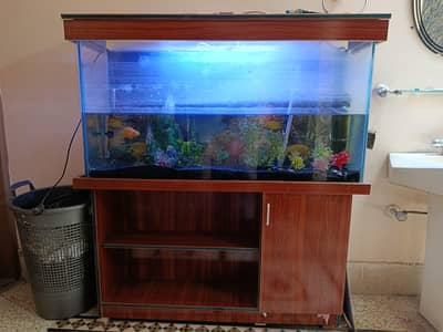 aquarium and 2 parrot fishes
