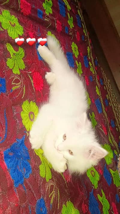 tripple coated cat pure white