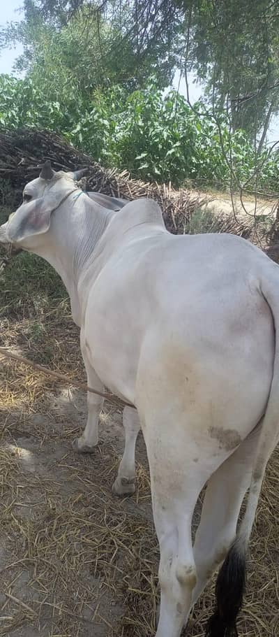 2 danth ka white bachrha