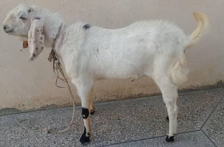 bekraa