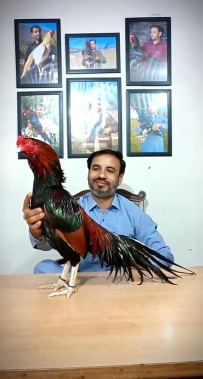 Aseel Pure Mianwali Breed