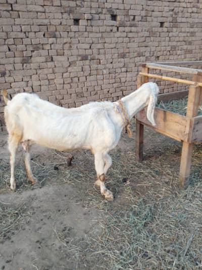Gabban bakri 2 month