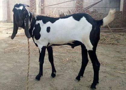 Bakra