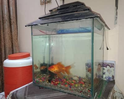 aquarium with 3 fishes