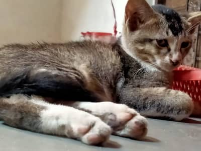 kitten pair for adoption