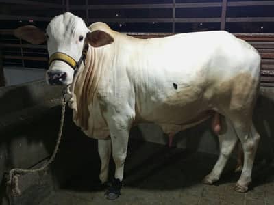 BACHRA BULL COW CHANCE DEAL  LAST BAKI HAI 03022110311