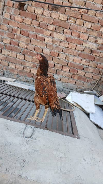 aseel miawali sindhi cros Haigh breed nasal 03035566703 WhatsApp