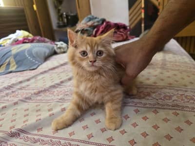 2 Persian kitten looking new home