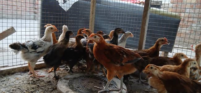 Golden misri chicks