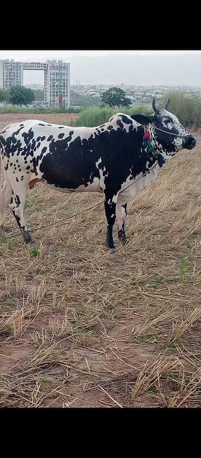 Cow for Eid UL Adha