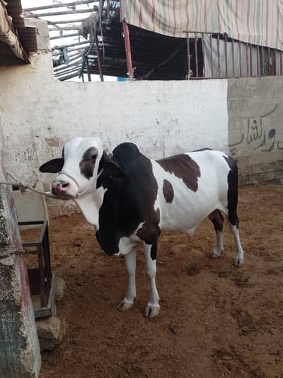 BACHRA FREHS 2 DANT AVAILABLE FOR SALE
