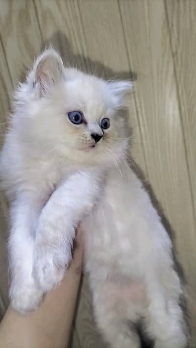 Kitten for sale
