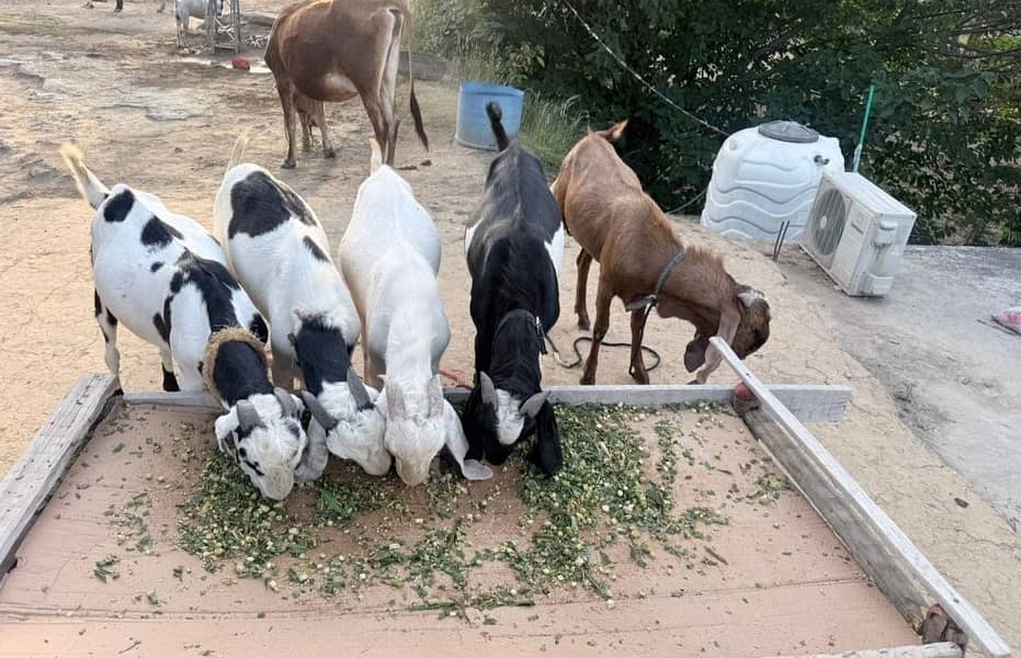 goats 0