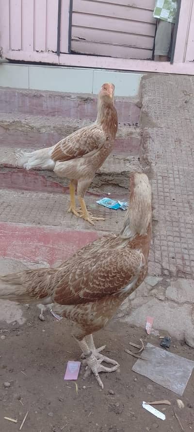 aseel murgi aur pata ha 4