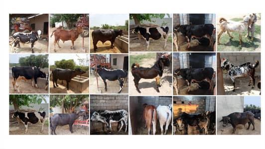Bail . Bakry . other animals