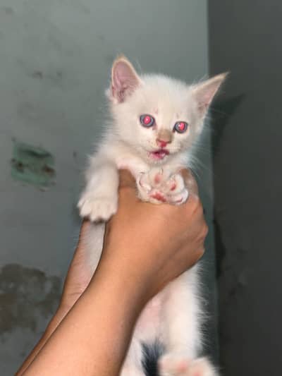 KITTENS