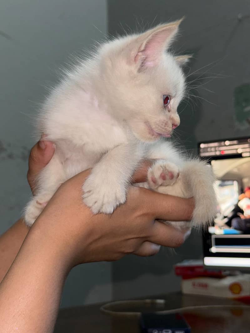 KITTENS 1