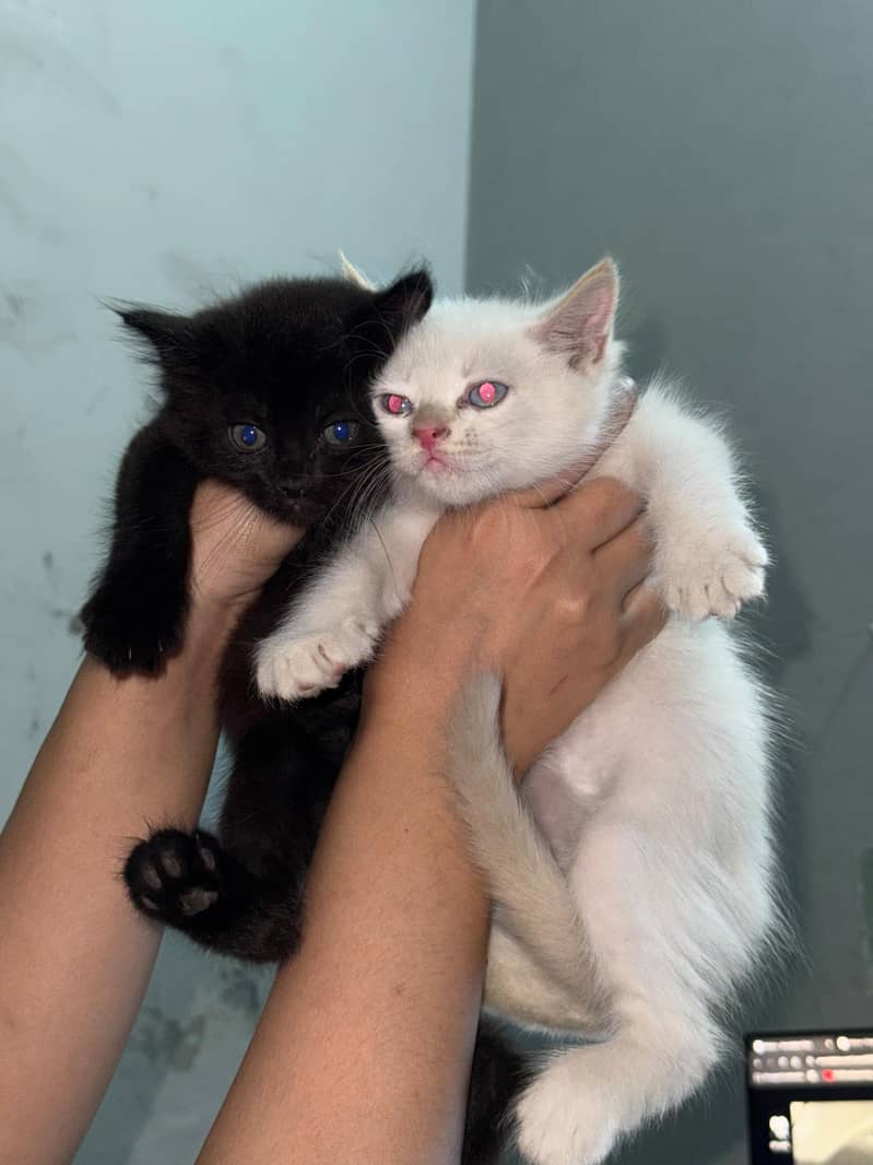 KITTENS 2