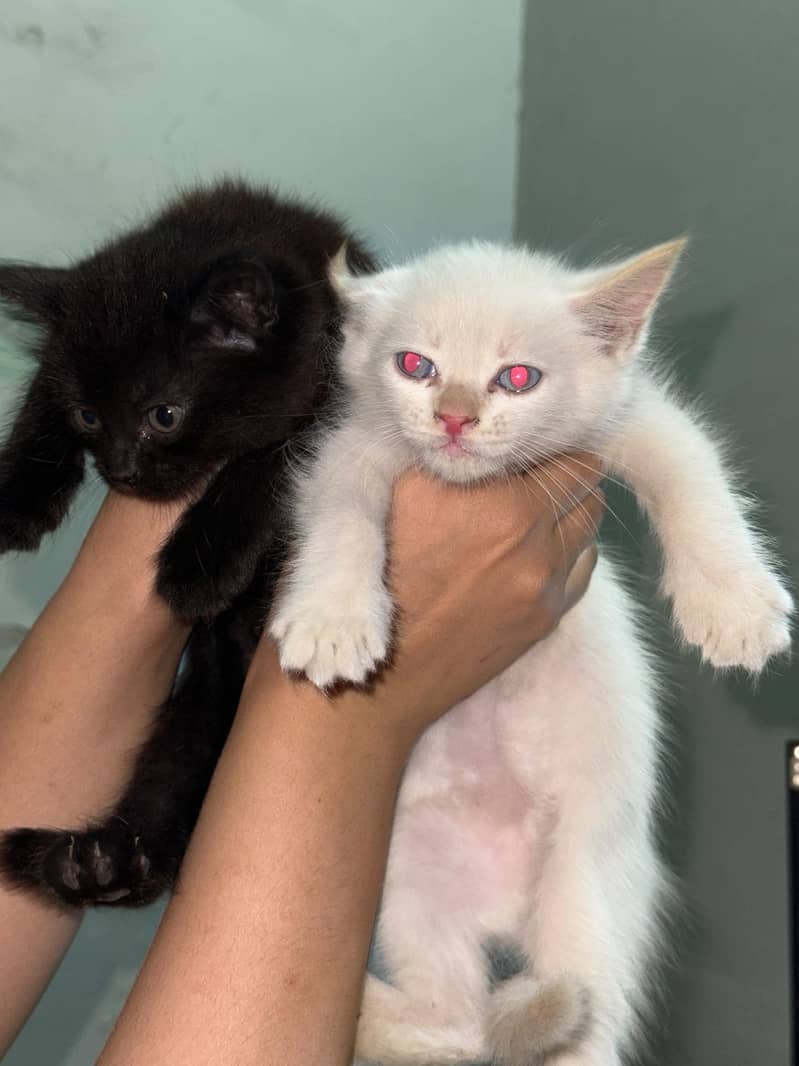 KITTENS 3