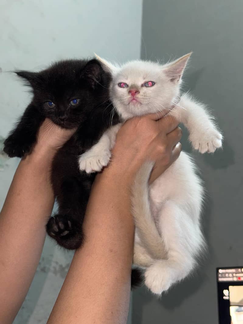KITTENS 4