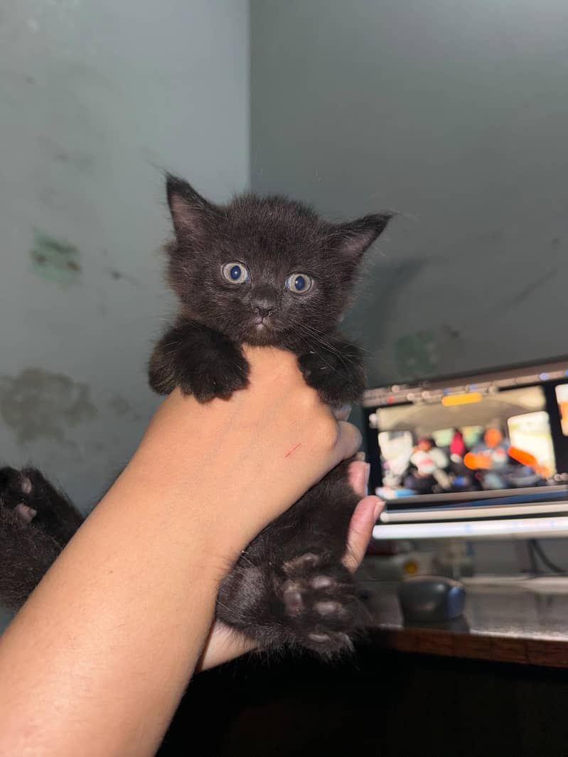 KITTENS 5
