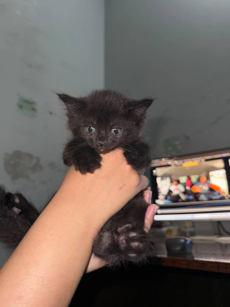 KITTENS 6