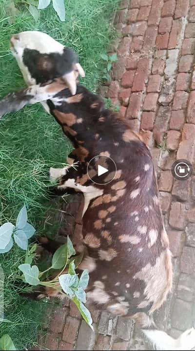 Qurbani ka bakra